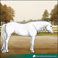 Horse Color:Silver Black Appaloosa 