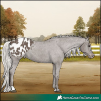 Horse Color:Silver Black Appaloosa 