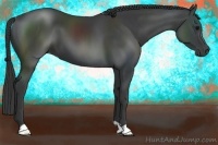 Horse Color:Black 