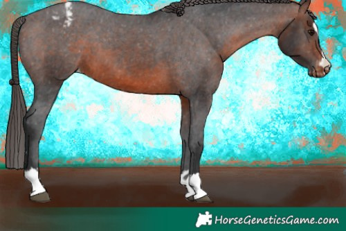 Horse Color:Brown Appaloosa 