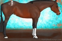 Horse Color:Brown Appaloosa 