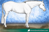 Horse Color:Silver Brown Appaloosa