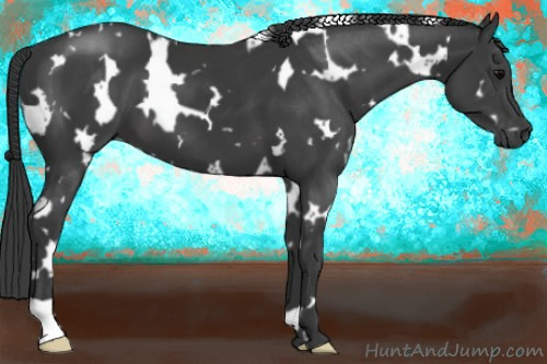 Horse Color:White Spotted Black 