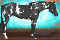 Horse Color:White Spotted Black