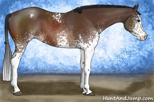 Horse Color:White Spotted Brown Appaloosa 