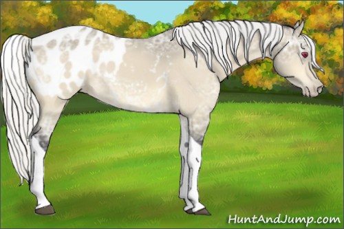Horse Color:Silver Buckskin Chinchilla Ice Tobiano Appaloosa 