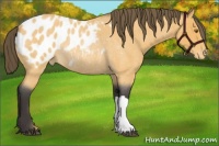 Horse Color:Buckskin Roan Blanket Rabicano 