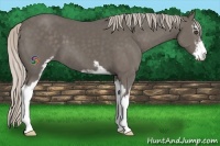 Horse Color:Silver Black Sabino 