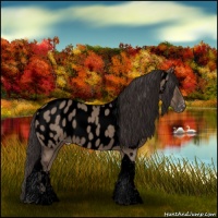 Horse Color:Void Liver Red Dun Tobiano Appaloosa 