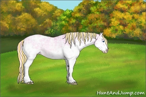 Horse Color:ERROR: UNKNOWN ANOMALY
