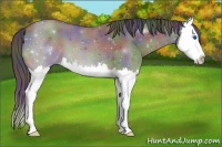 Horse Color:Nacre Grullo Splash 