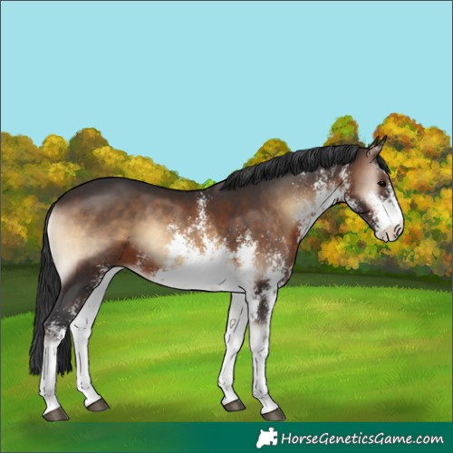 Horse Color:White Spotted Brown Onyx Sabino Rabicano
