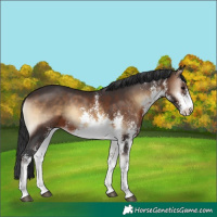 Horse Color:White Spotted Brown Onyx Sabino Rabicano 