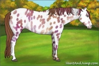 Horse Color:Chocolate Brown Pearl Leopard 