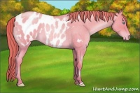 Horse Color:Buckskin Roan Pearl Blanket