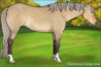 Horse Color:Silver Buckskin Dun 
