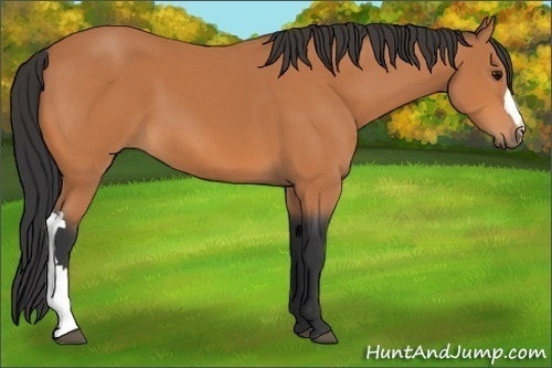 Horse Color:Bay 