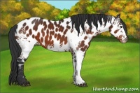 Horse Color:White Spotted Brown Appaloosa 