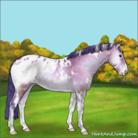 Horse Color:Watercolor White Spotted Brown Onyx Sabino Appaloosa 