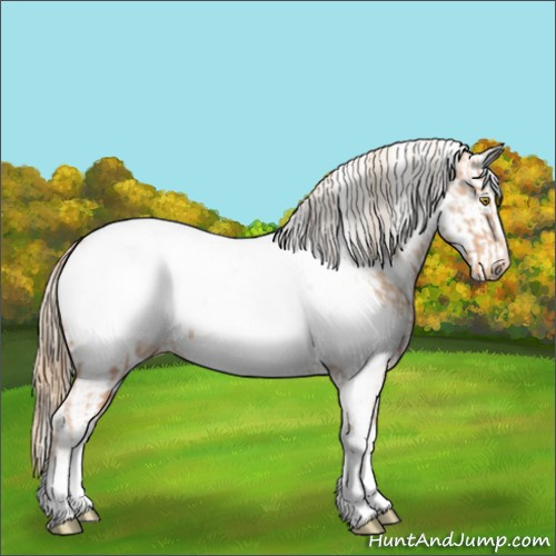Horse Color:Gold Champagne Appaloosa and Gold Champagne Frame Appaloosa
