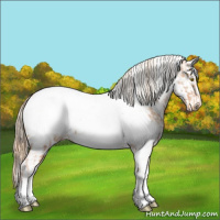 Horse Color:Gold Champagne Near Fewspot and Gold Champagne Frame Near Fewspot