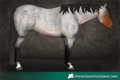 Horse Color:Gray Buckskin Roan 