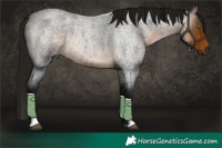 Horse Color:Gray Buckskin Roan 