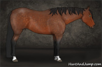 Horse Color:Gray Buckskin Roan 