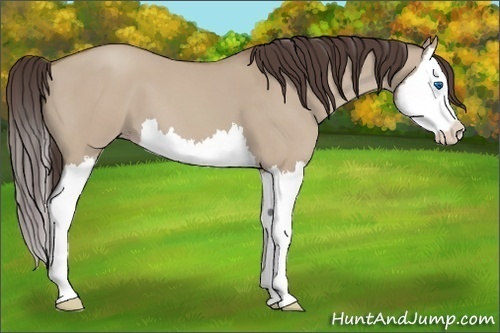 Horse Color:Classic Champagne Dun Splash 