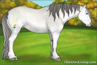 Horse Color:Classic Cream Champagne Chinchilla Onyx Splash 