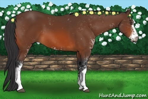 Horse Color:Bay Sabino