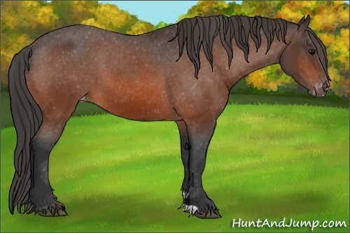 Horse Color:Bay Appaloosa 