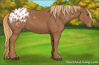 Horse Color:Chestnut Blanket 