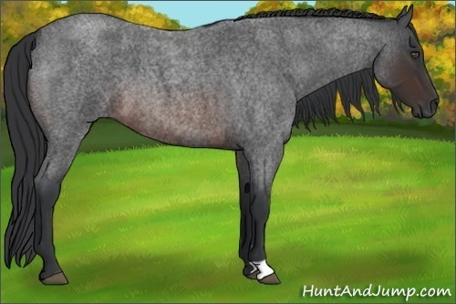 Horse Color:Brown Roan