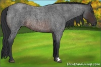 Horse Color:Brown Roan 