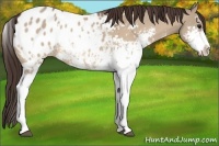 Horse Color:Bay Dun Sabino Appaloosa Rabicano 
