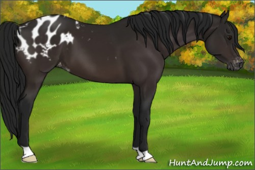 Horse Color:Gray Bay Appaloosa 