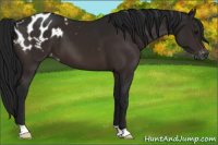 Horse Color:Gray Bay Appaloosa 
