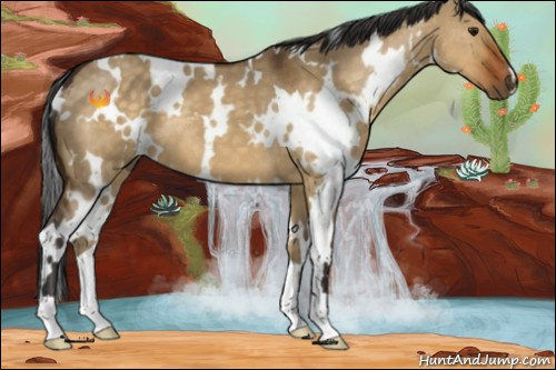 Horse Color:White Spotted Buckskin Dun 