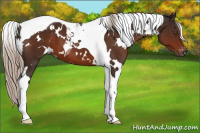 Horse Color:Gray White Spotted Silver Brown Tobiano Appaloosa 