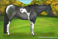 Horse Color:Black Tobiano 