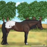 Horse Color:Brown Appaloosa