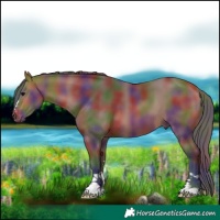 Horse Color:Nacre Bay 
