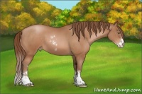 Horse Color:Brown Pearl Sabino