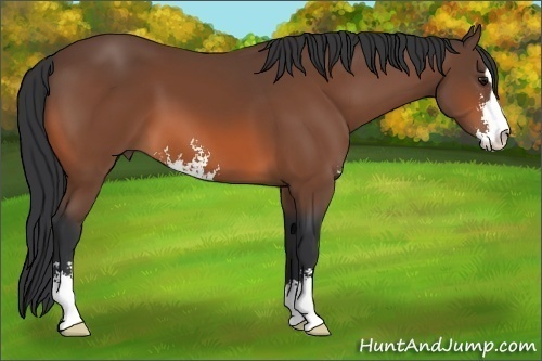 Horse Color:Bay Sabino 