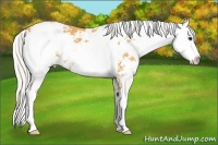 Horse Color:Silver Buckskin Sabino 