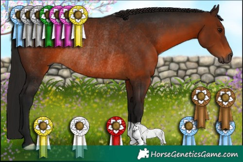 Horse Color:Gray Bay Rabicano
