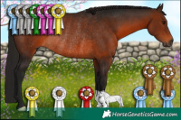 Horse Color:Gray Bay Rabicano