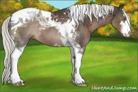 Horse Color:Liver Chestnut Sabino Tobiano 