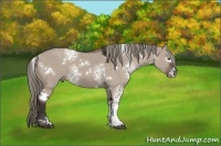 Horse Color:White Spotted Liver Red Dun Rabicano 
